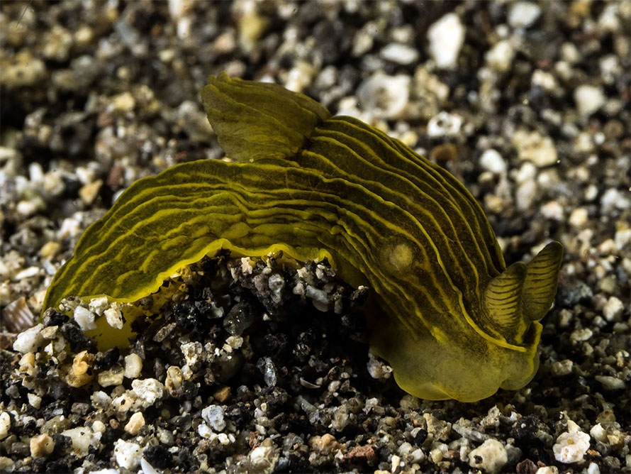 Gymnodoris feyae